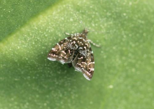 Réf. 348 424 : Prochoreutis stellaris